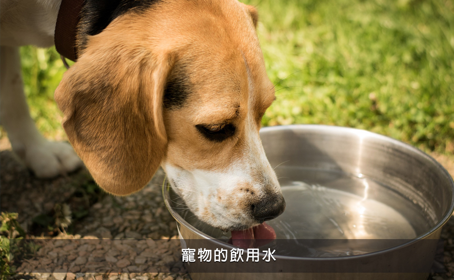 寵物的飲用水
