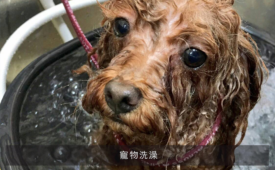 寵物洗澡
